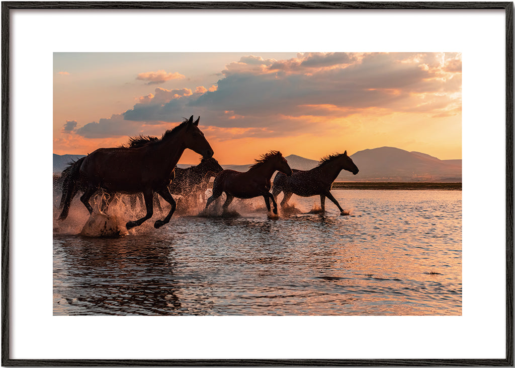 WATER HORSES - BARKAN TEKDOGAN