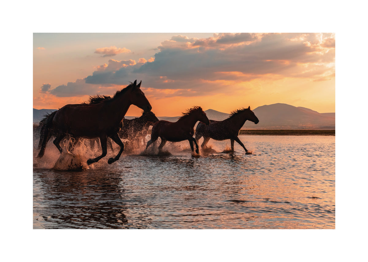 WATER HORSES - Unframed art print