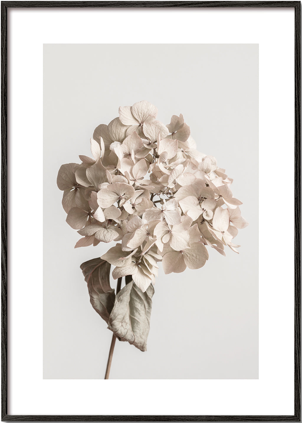 Beige dried flower