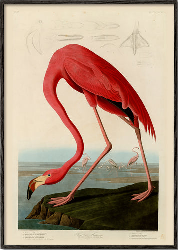 Audubon American Flamingo - The Birds of America