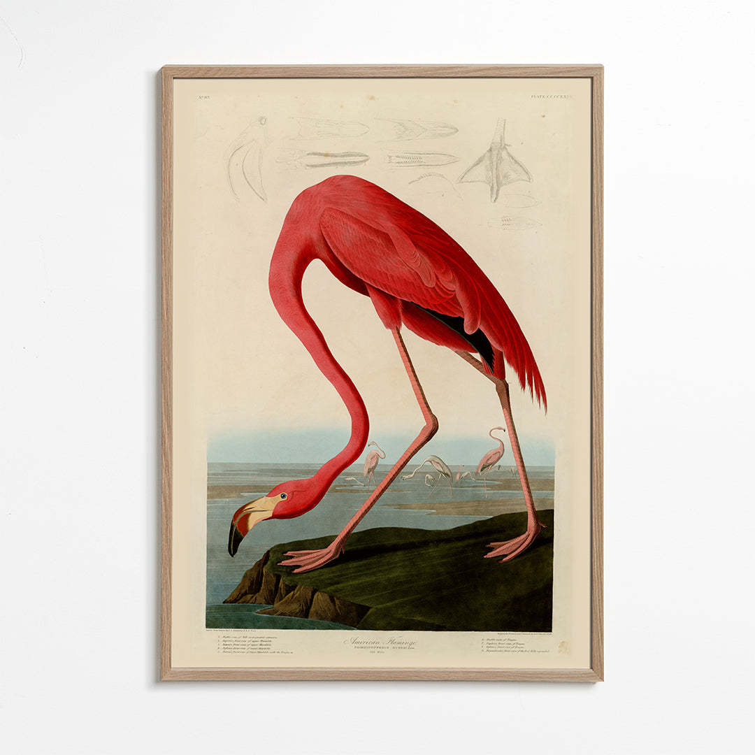 Audubon American Flamingo - The Birds of America