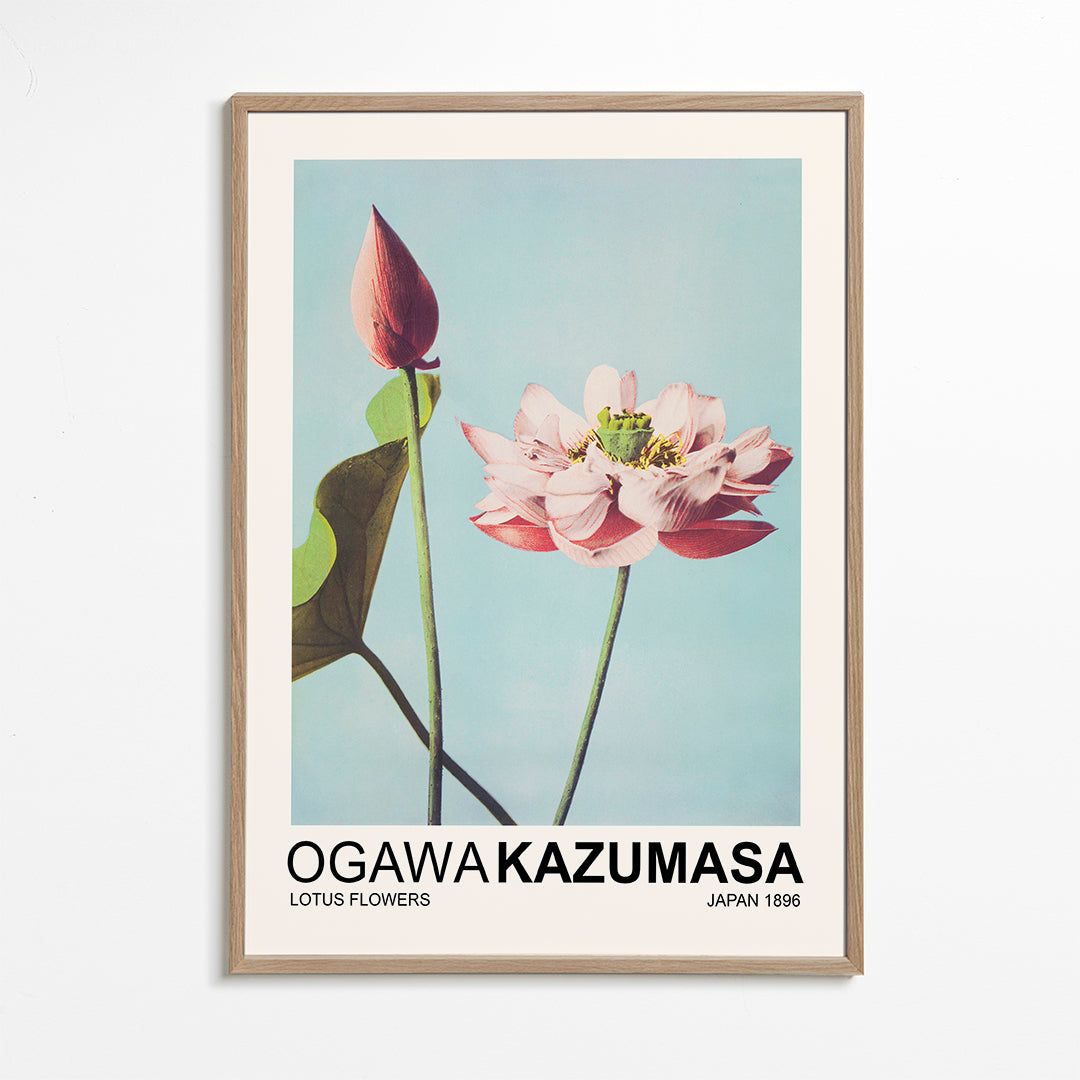 Lotus Flowers (Special Edition) - Ogawa Kazumasa