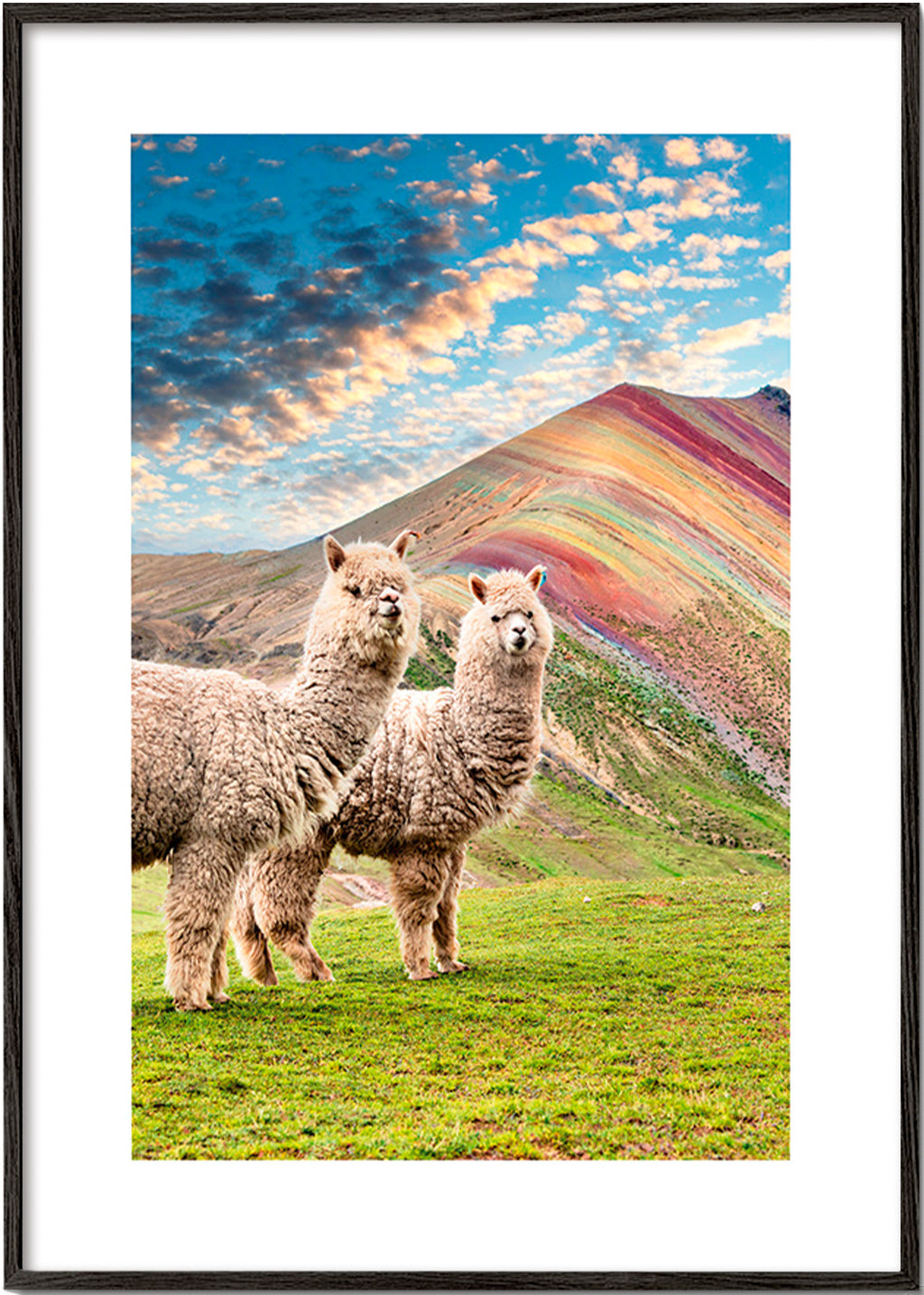 Kunstwerk Alpakas am Regenbogenberg – Black Frame