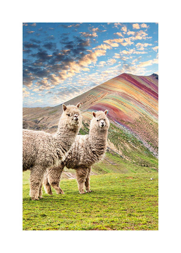 Kunstwerk Alpakas am Regenbogenberg
