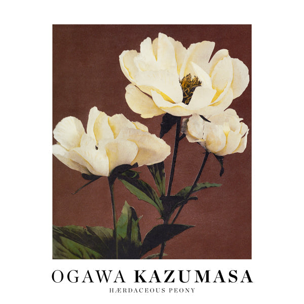 Ogawa Kazumasa peony II