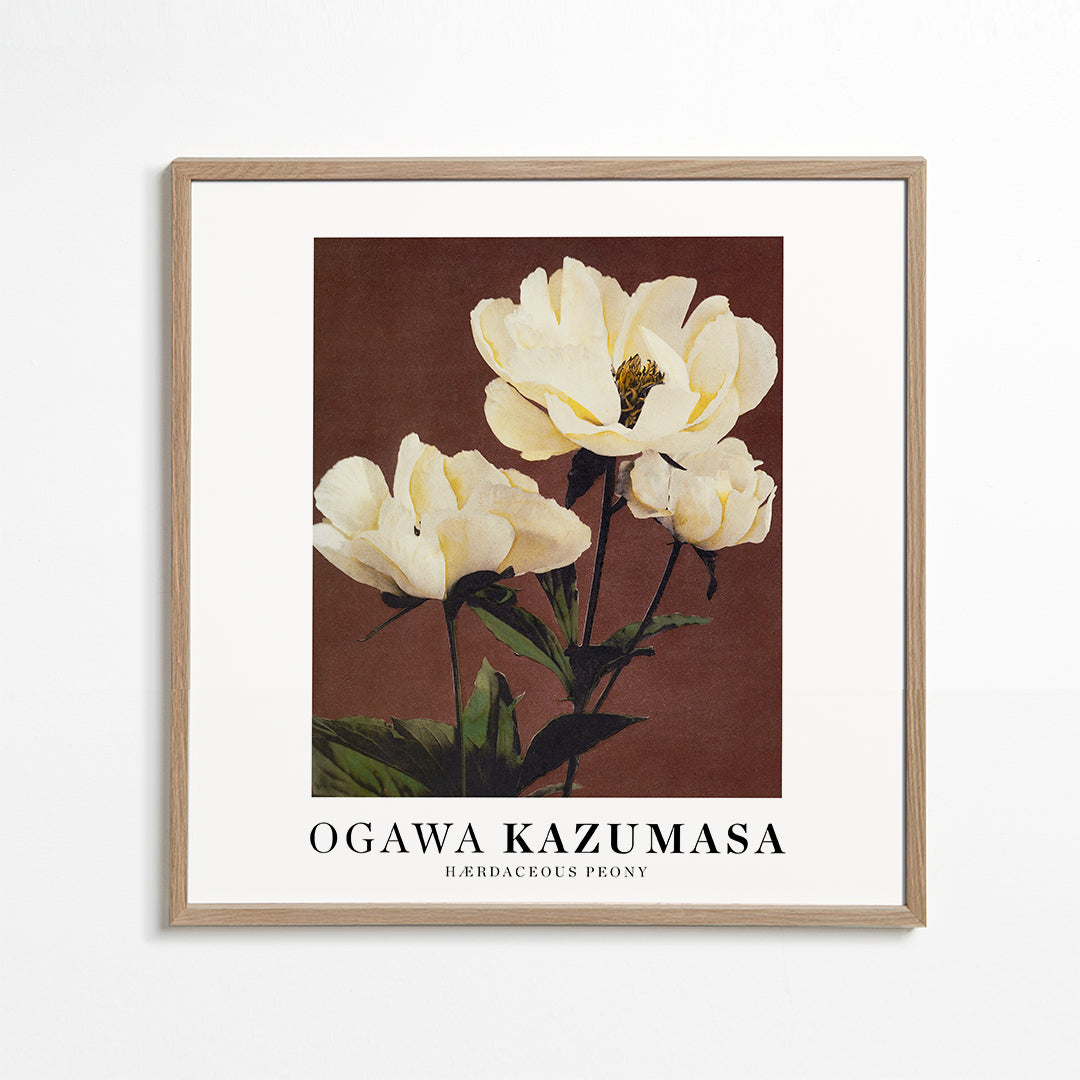 Ogawa Kazumasa peony II