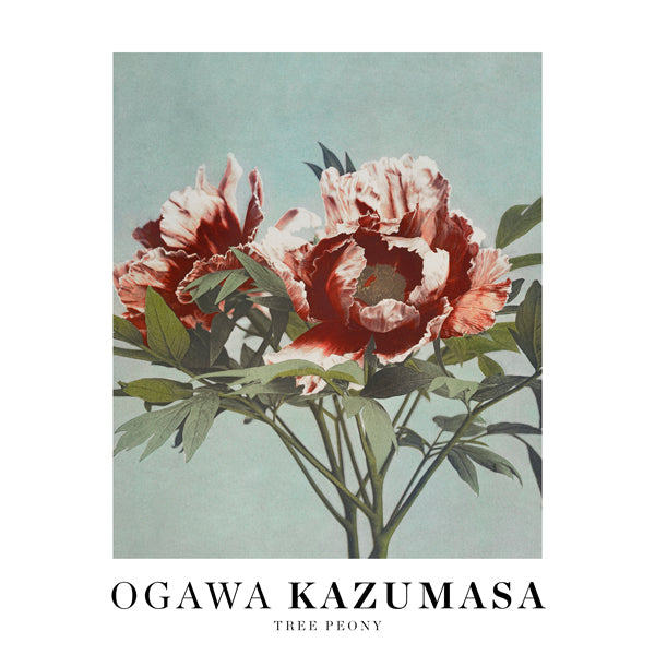 Ogawa Kazumasa Tree Peony II