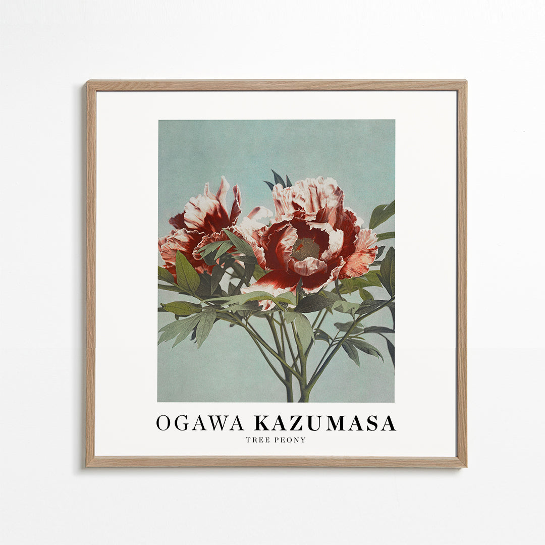 Ogawa Kazumasa Tree Peony II