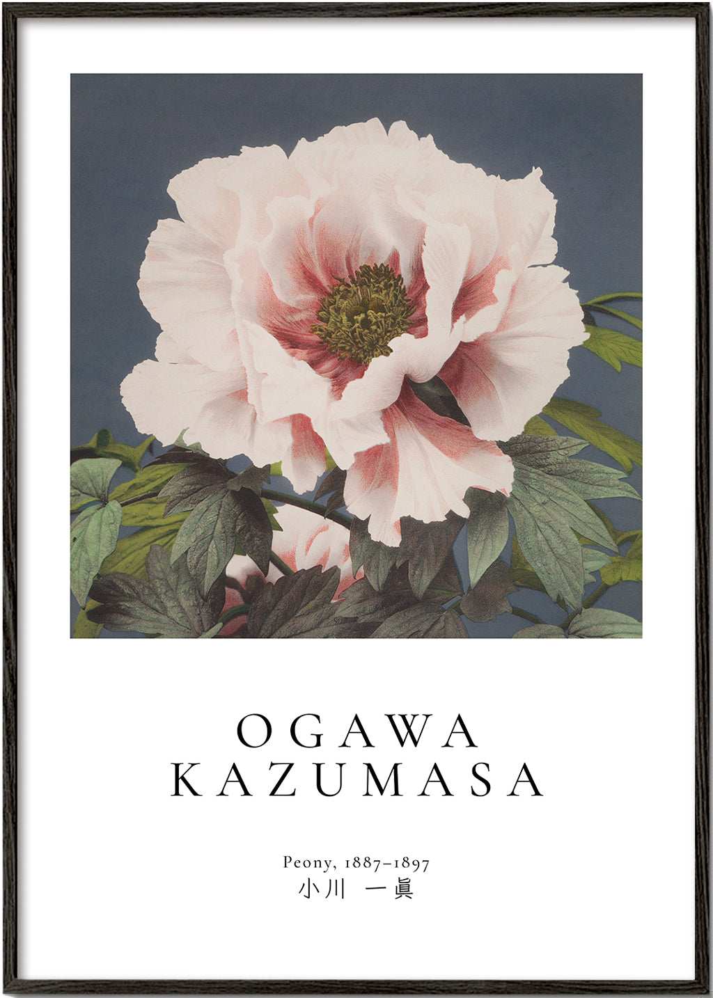 Peony by Ogawa Kazumasa