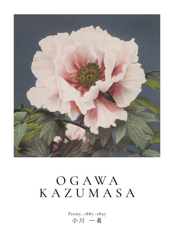 Peony by Ogawa Kazumasa