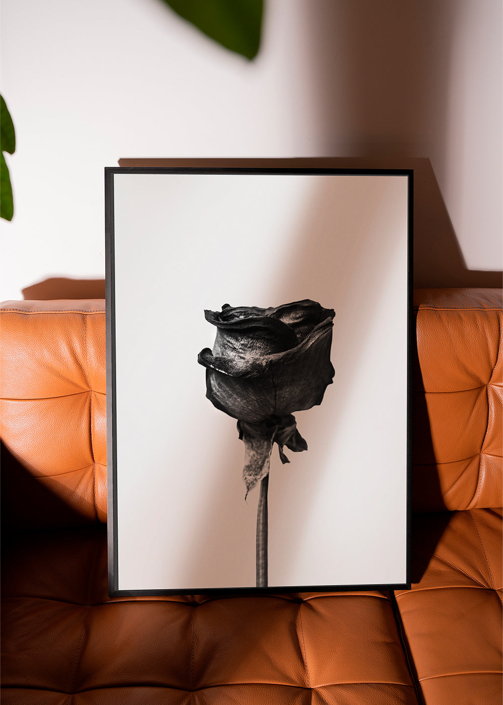 Dried rose black and white photograph