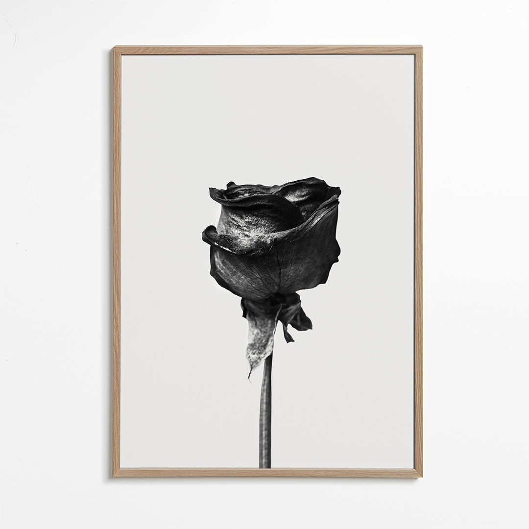 Dried rose black and white photograph