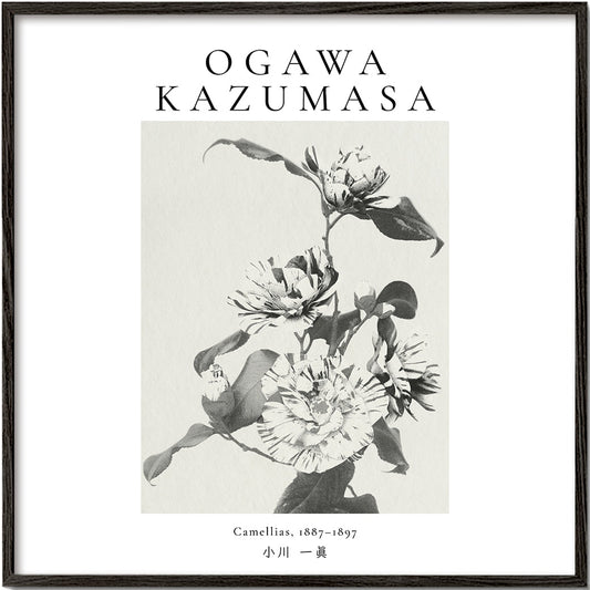 Striped camellias remix by Ogawa Kazumasa - Square