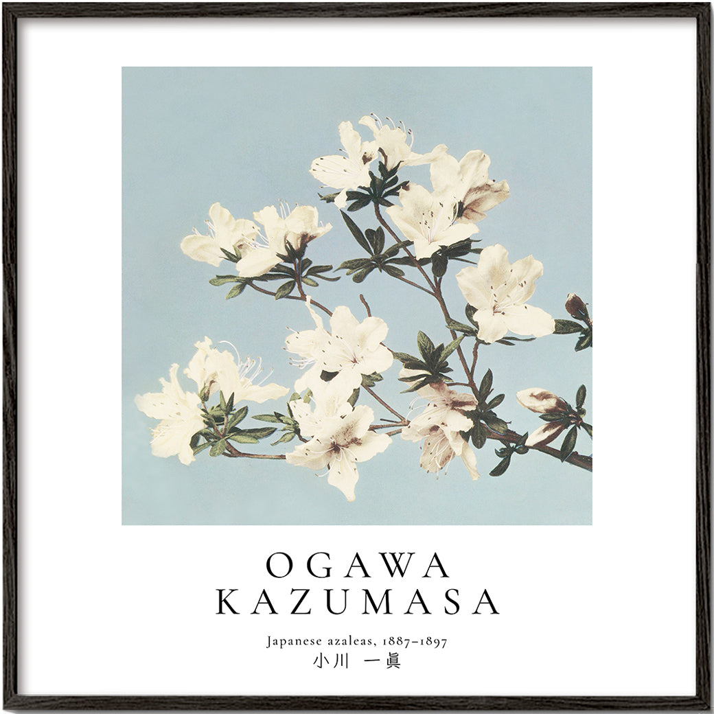 Japanese azaleas by Ogawa Kazumasa - Square