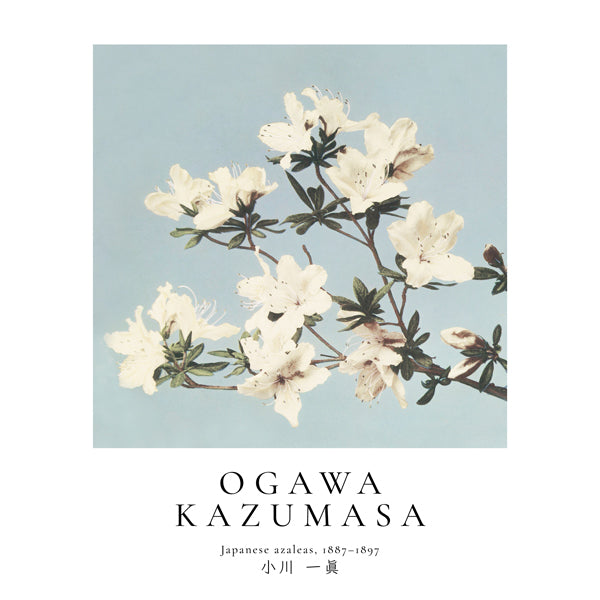 Japanese azaleas by Ogawa Kazumasa - Square