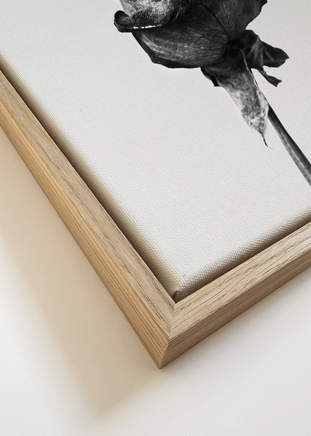 Dried rose black and white photograph - Square