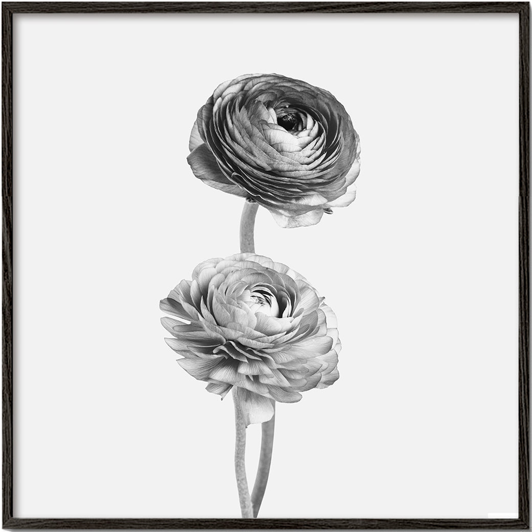 Flowers black and white photograph - Square