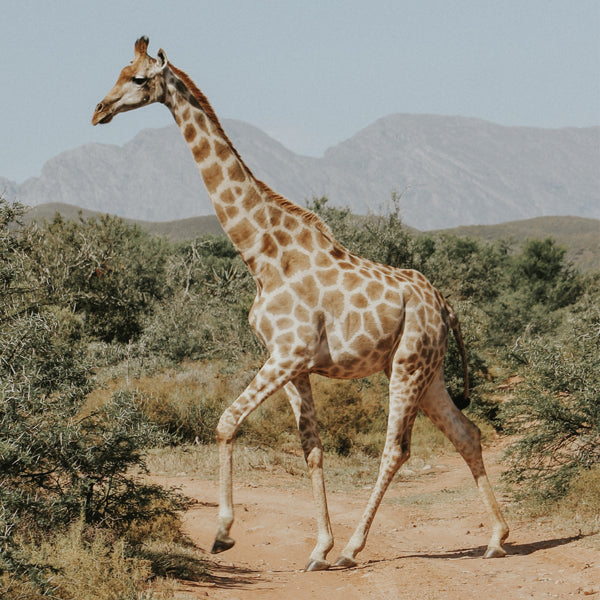 Giraffe photograph - Square