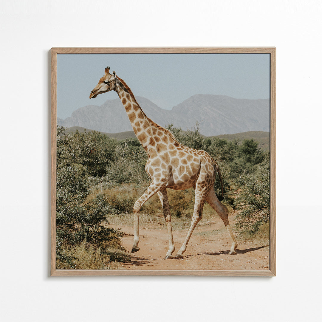 Giraffe photograph - Square