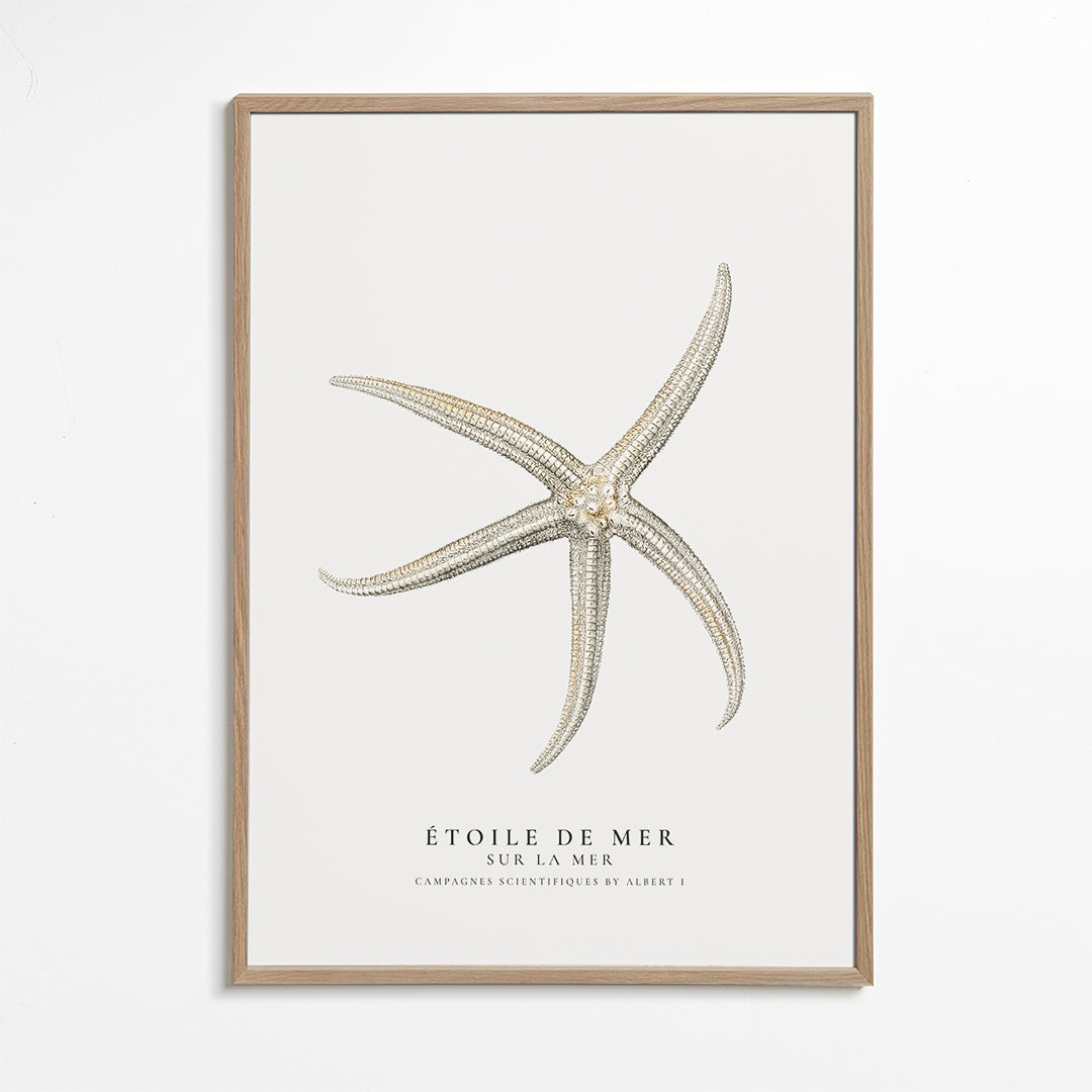 Starfish (Étoile de mer) II - Sealife Collection