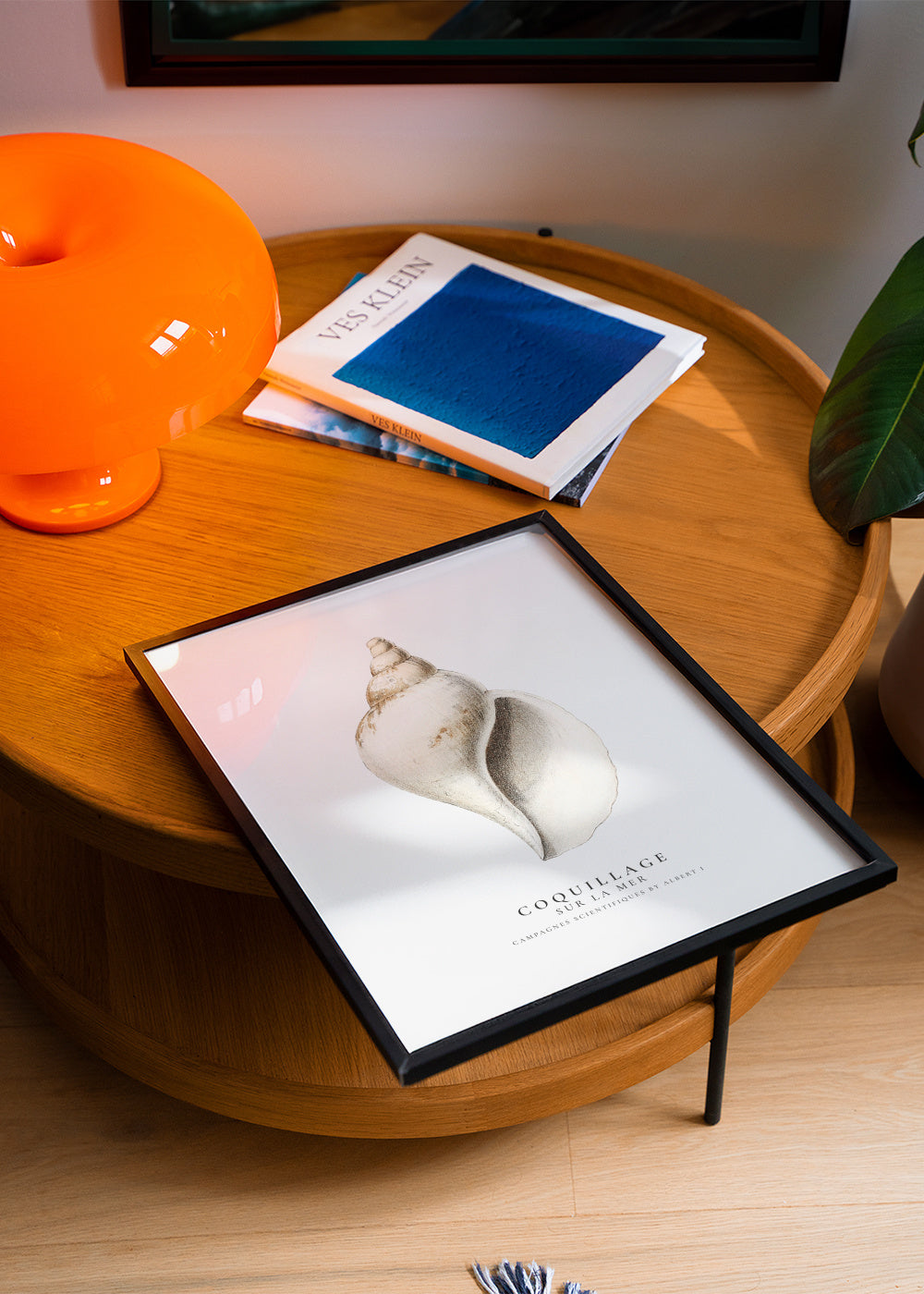 The gastropod shell (Coquillage) - Sealife Collection - Framed poster in an interior