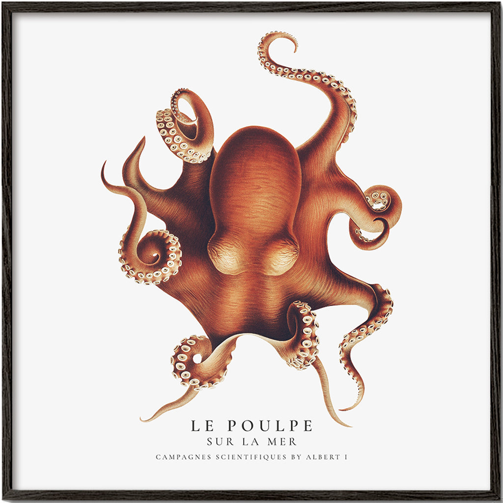 The Octopus (Le Poulpe) - Sealife Collection - SQUARE