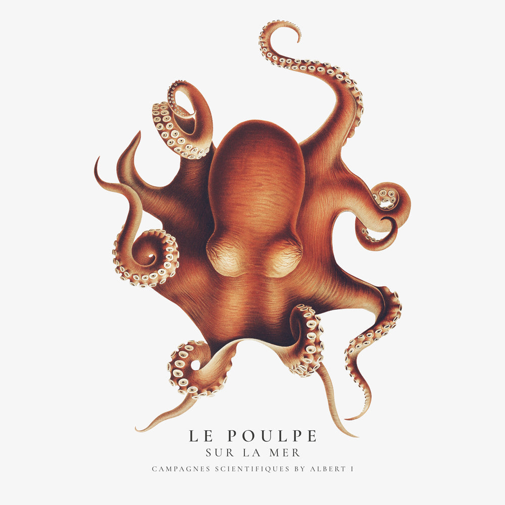 The Octopus (Le Poulpe) - Sealife Collection - SQUARE