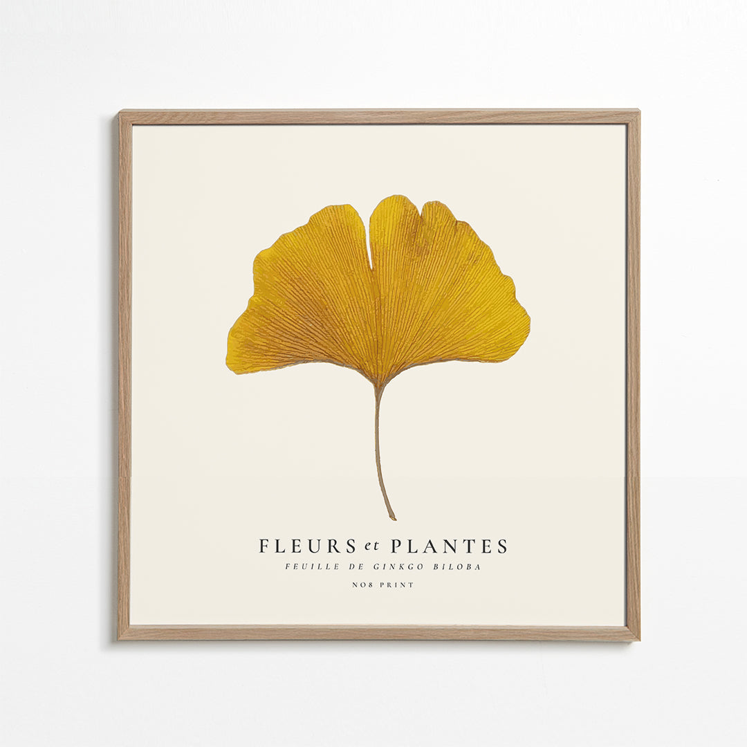 Botanical, Fleurs et plantes -Ginkgo biloba leaf - SQUARE