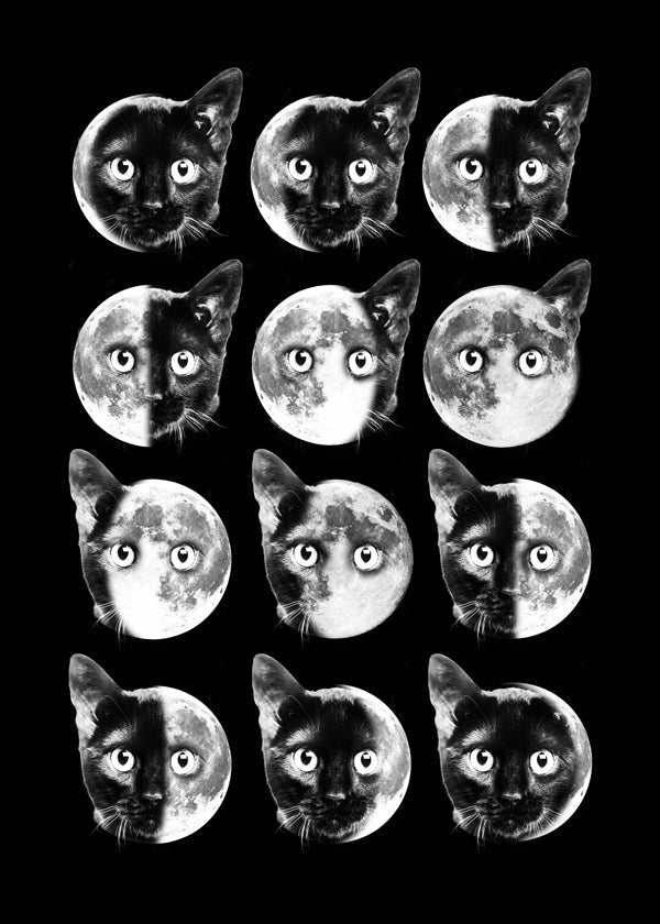 Cat moon phases