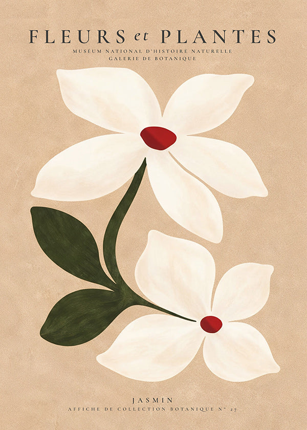 Botanischer Druck Jasmin vor beigem Hintergrund