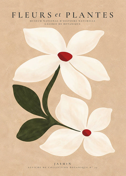 Botanischer Druck Jasmin vor beigem Hintergrund