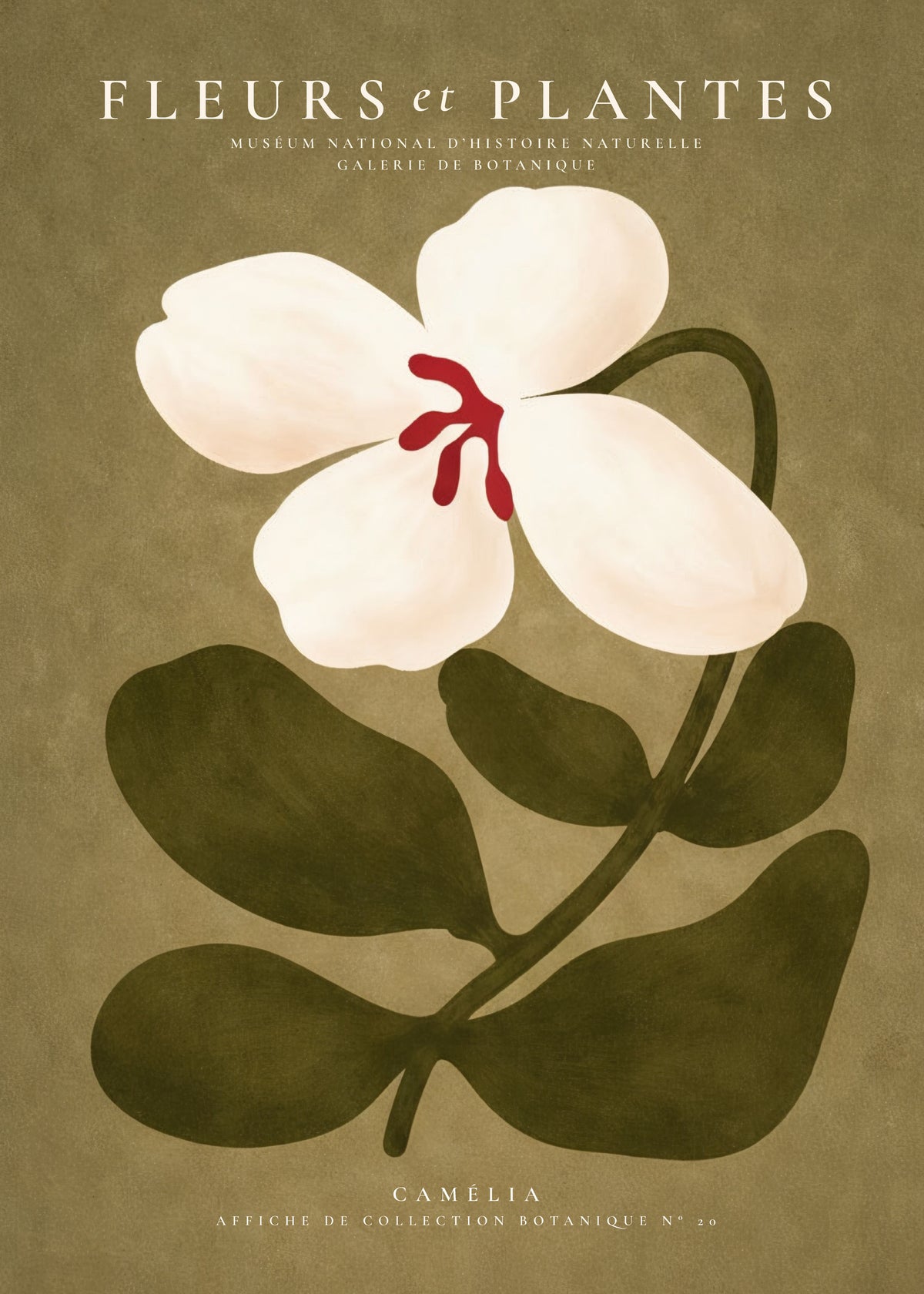 White Camellia - Unframed art print