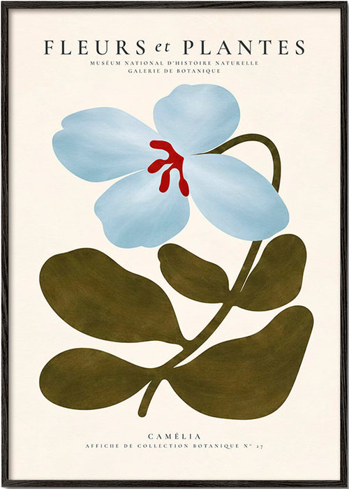 Botanischer Druck Blaue Kamelie