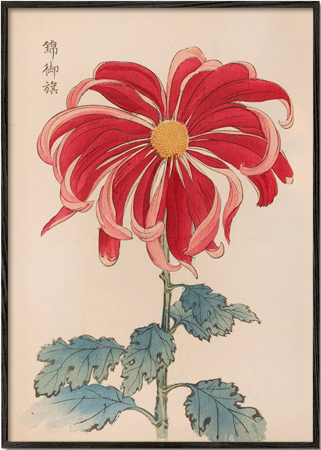 Botanischer Druck Japanische Chrysantheme Rot