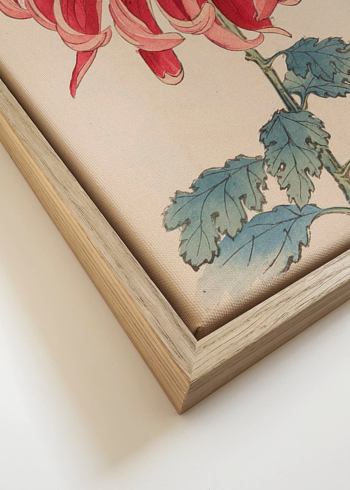 Botanischer Druck Japanische Chrysantheme Rot