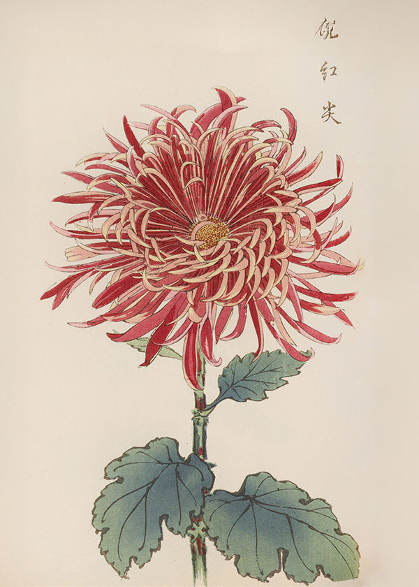 Botanischer Druck Rote Chrysantheme Detail