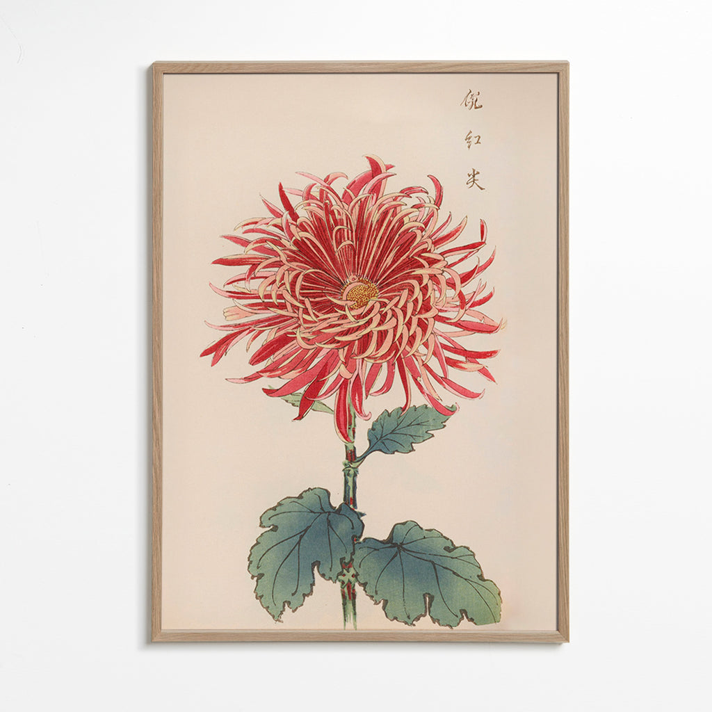 Botanischer Druck Rote Chrysantheme Detail