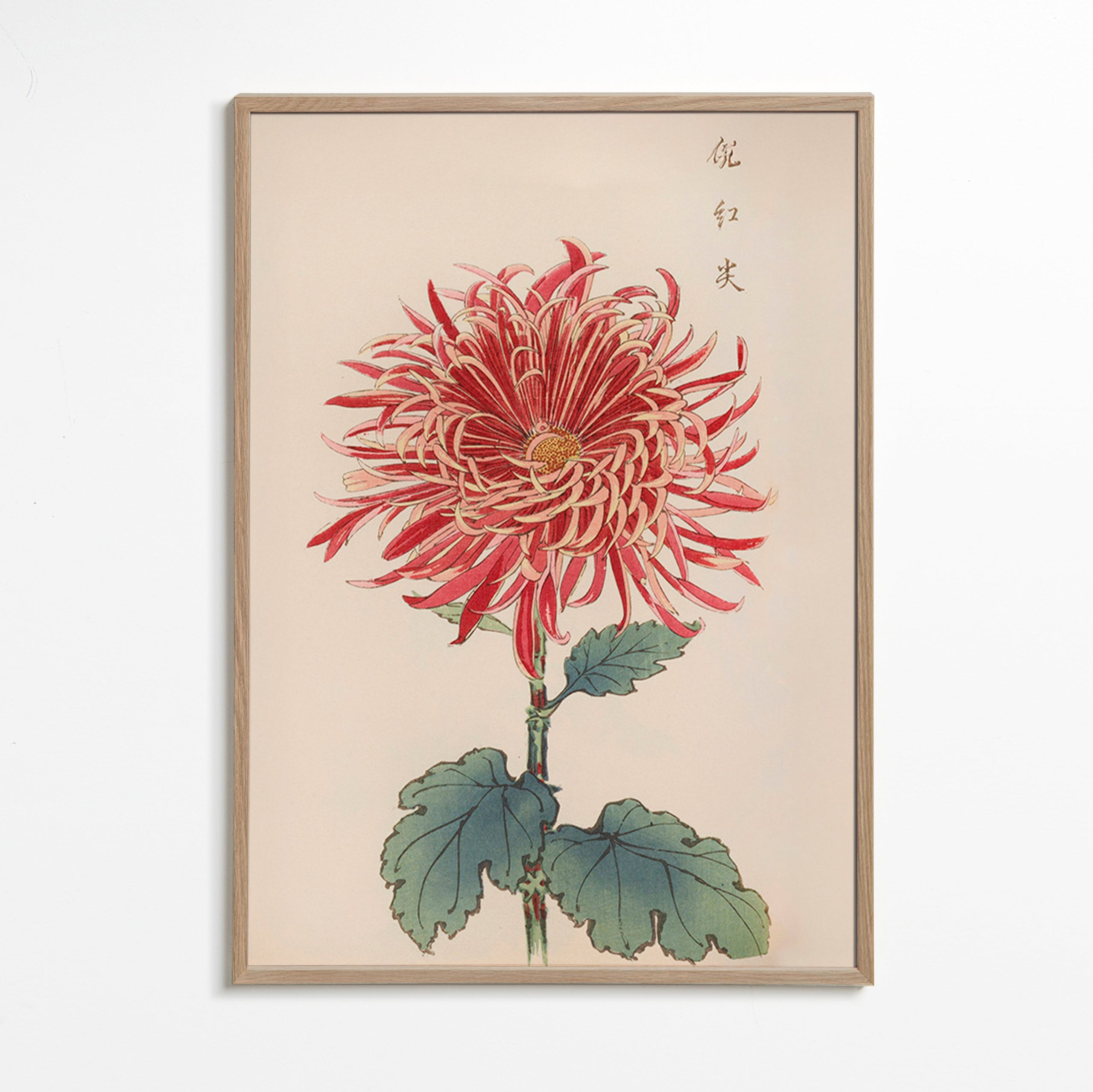 Botanischer Druck Rote Chrysantheme Detail