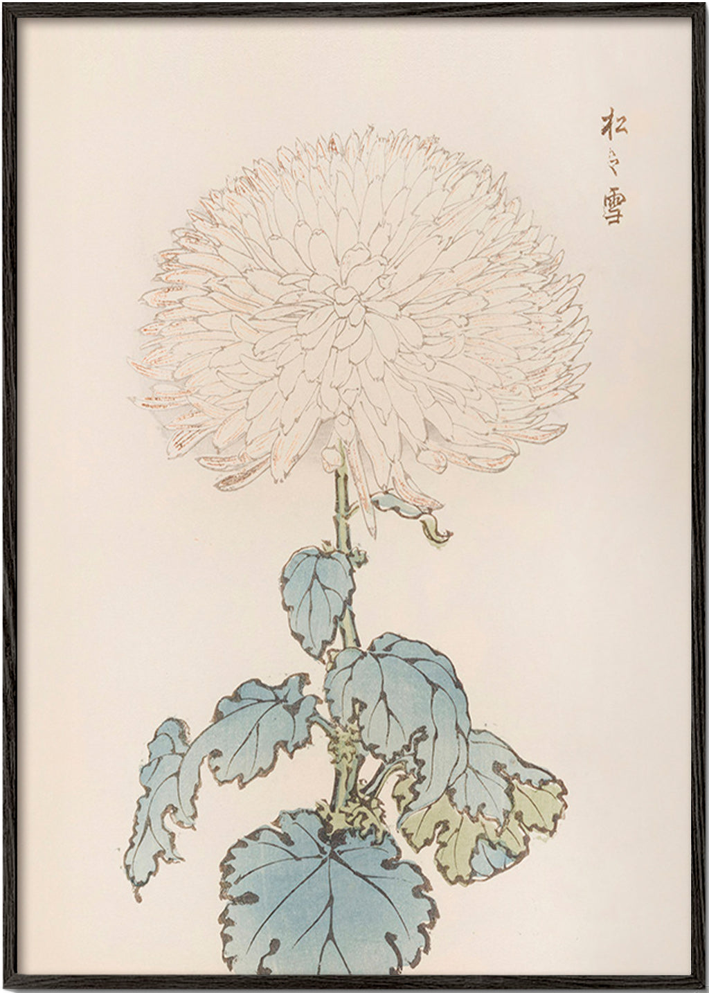 Botanischer Druck: Japanische Chrysantheme Detail