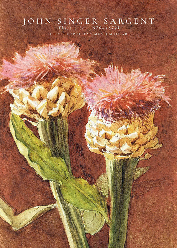 Botanischer Druck: rosa Disteln