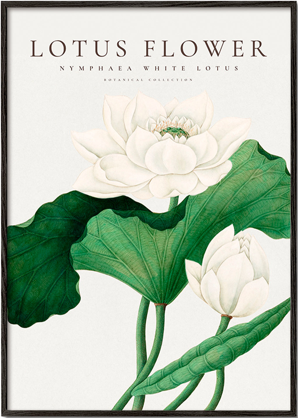 Botanischer Druck Weißer Lotus Studie