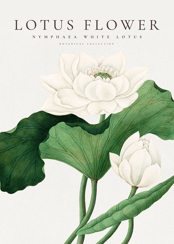 Botanischer Druck Weißer Lotus Studie
