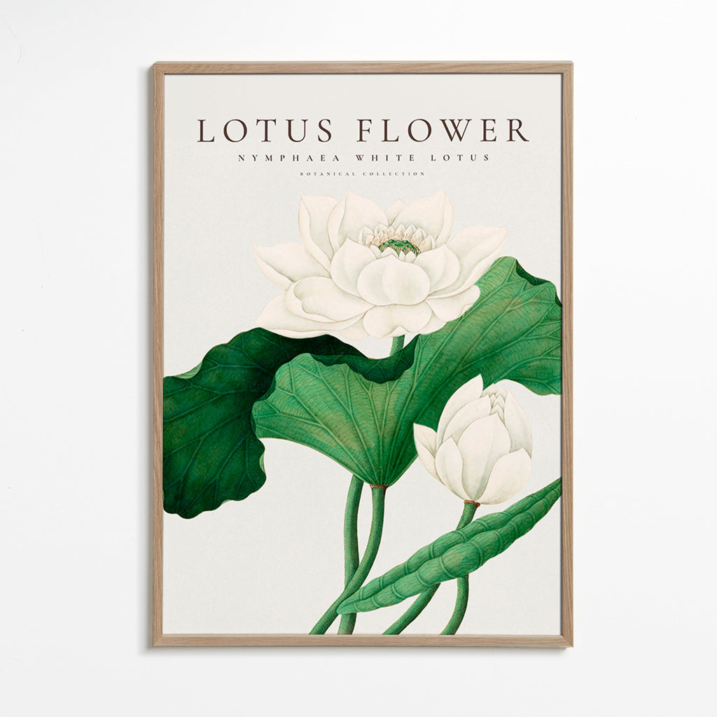 Botanischer Druck Weißer Lotus Studie