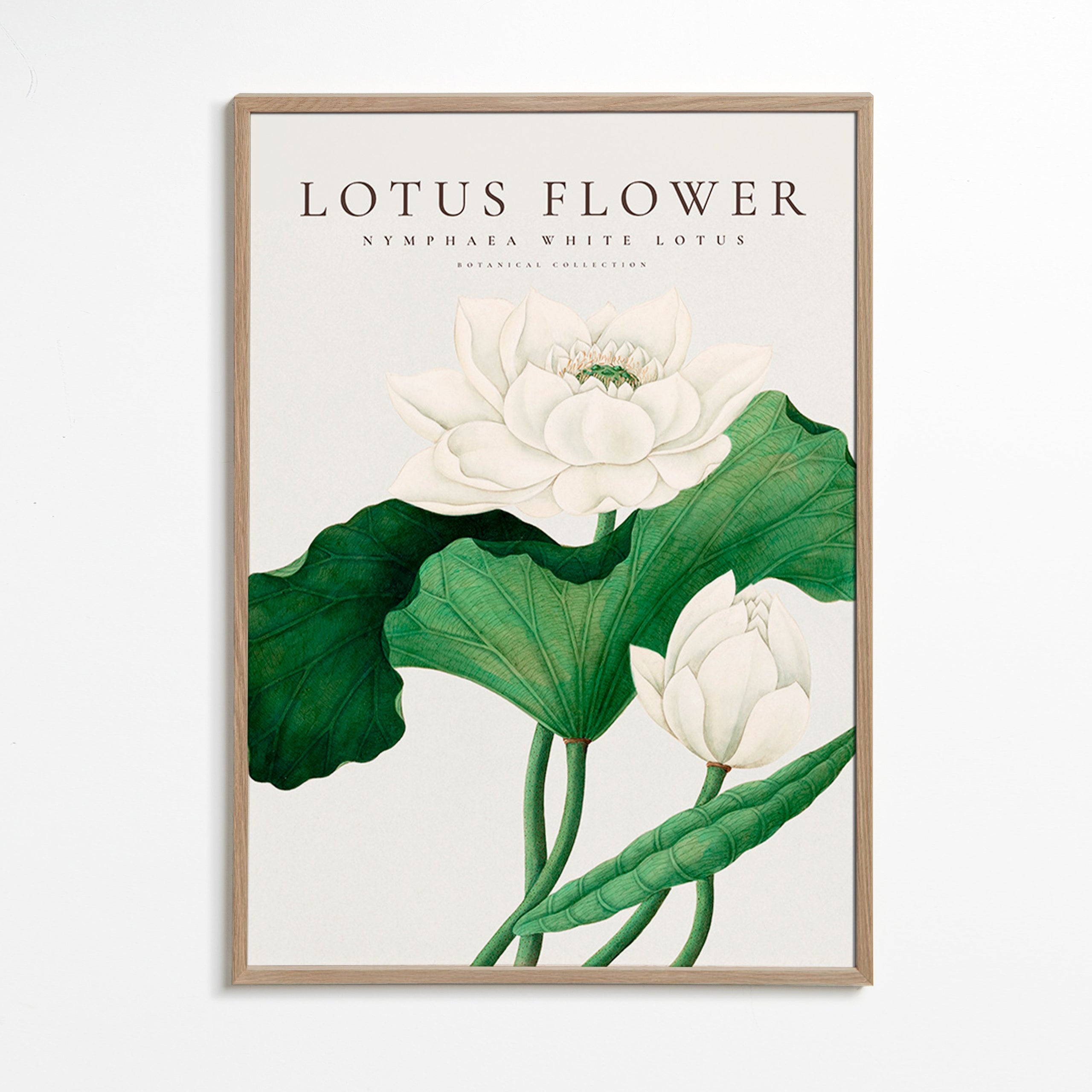Botanischer Druck Weißer Lotus Studie
