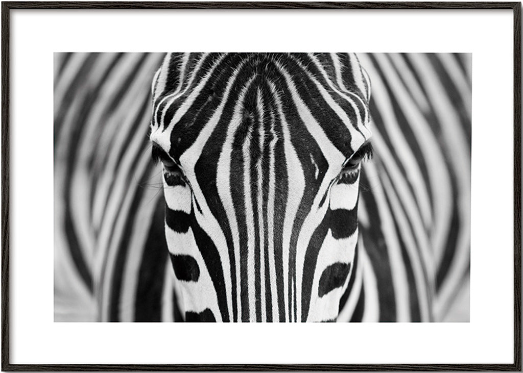 Cuadro cebra en primer plano – Black Frame