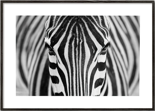 Cuadro cebra en primer plano – Black Frame