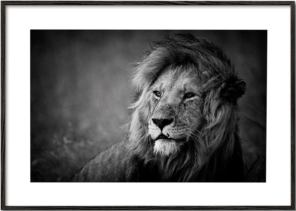 Cuadro león en retrato cinematográfico – Black Frame