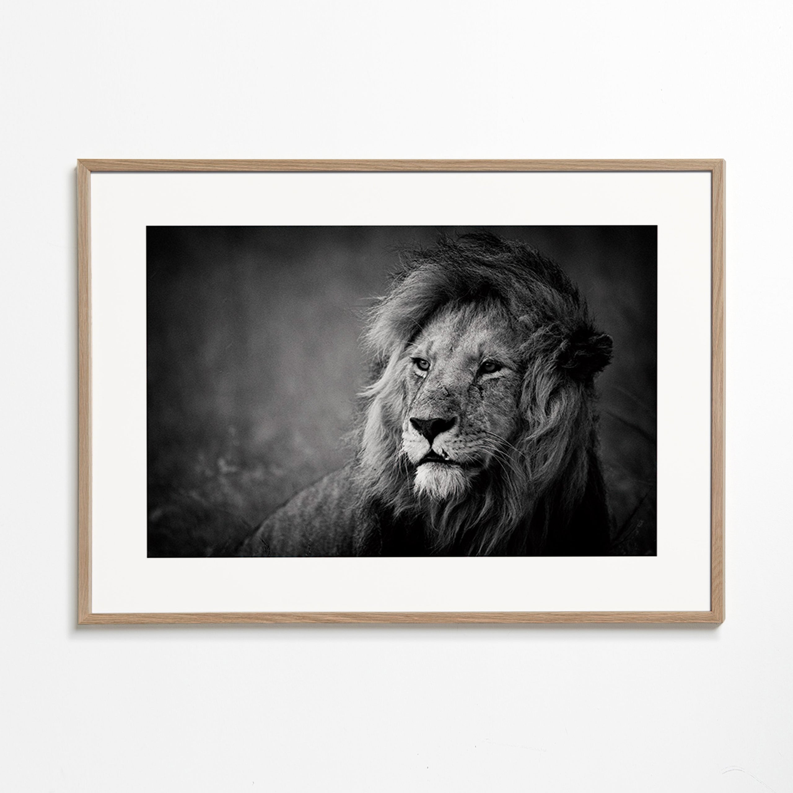 Cuadro león en retrato cinematográfico – Oak Frame