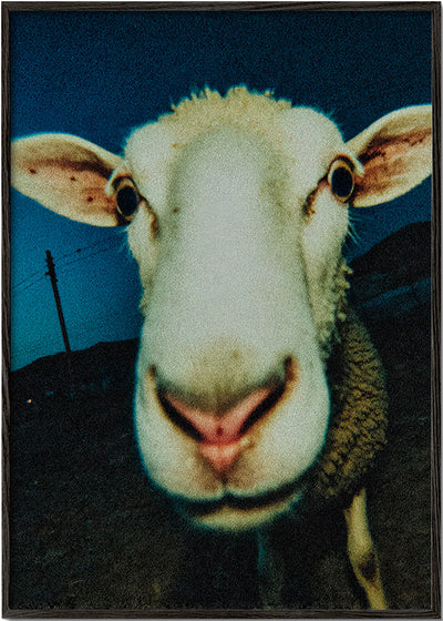 Curious Sheep