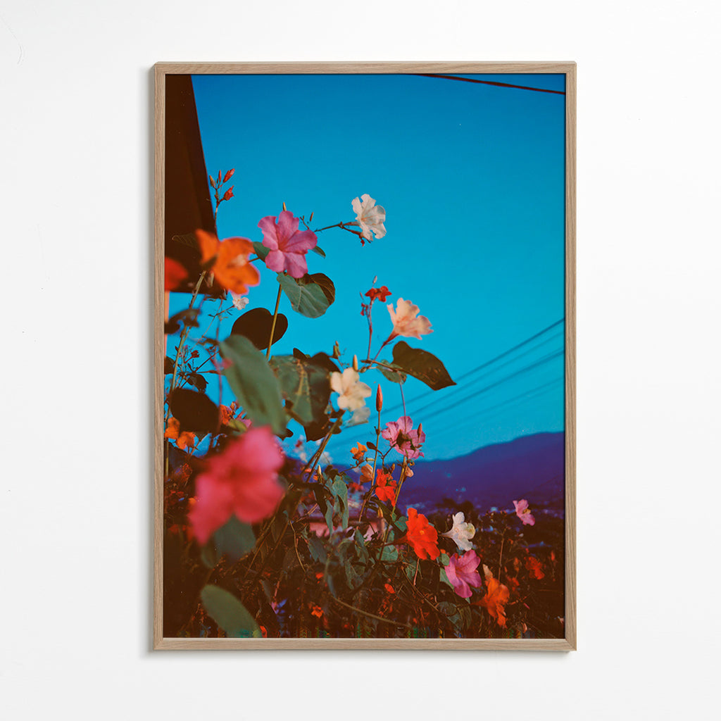 Botanischer Druck: Bougainvillea bei Dämmerung